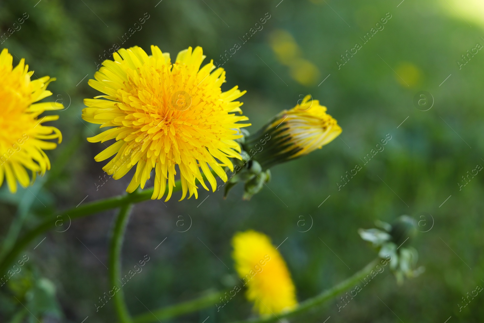 Photo of Beautiful bright yellow dandelions in green grass, closeup