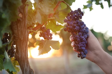 Photo of Woman picking grapes in vineyard on sunset, closeup