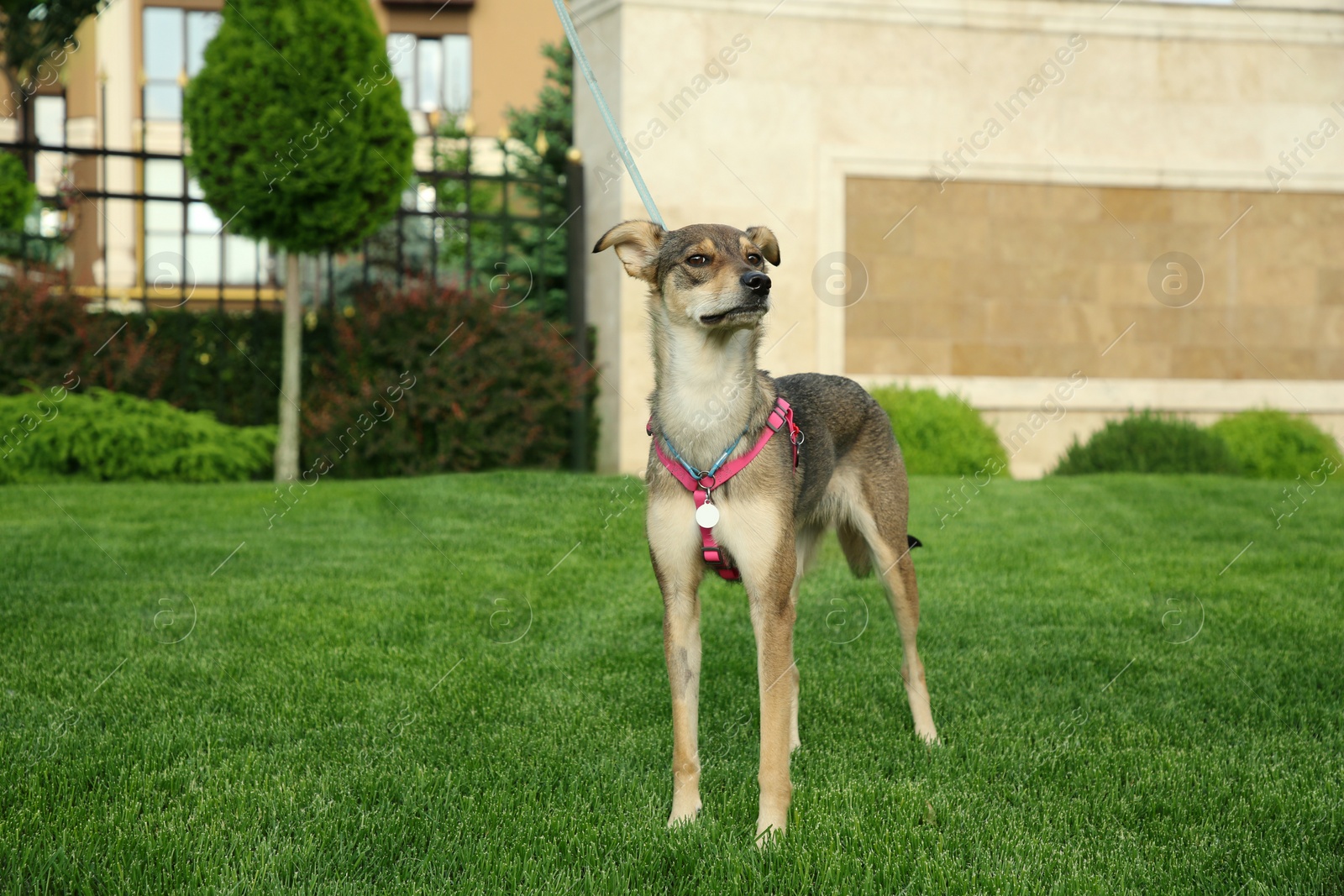 Photo of Adorable dog with leash on green grass outdoors, space for text