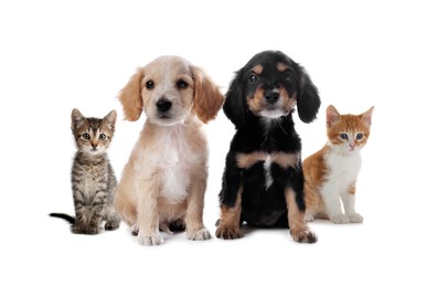 Image of Adorable little kittens and puppies on white background