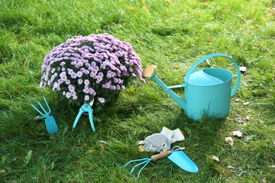 Photo of Beautiful colorful chrysanthemum flowers and garden tools on green grass
