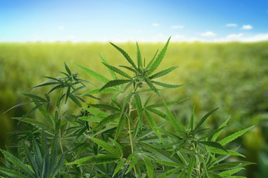 Field of green hemp under blue sky