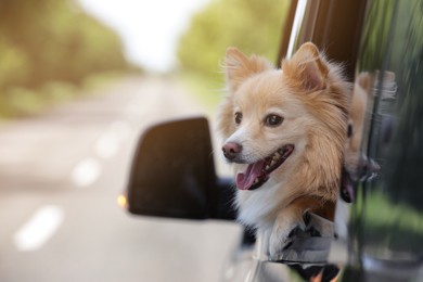Photo of Cute dog peeking out car window, space for text