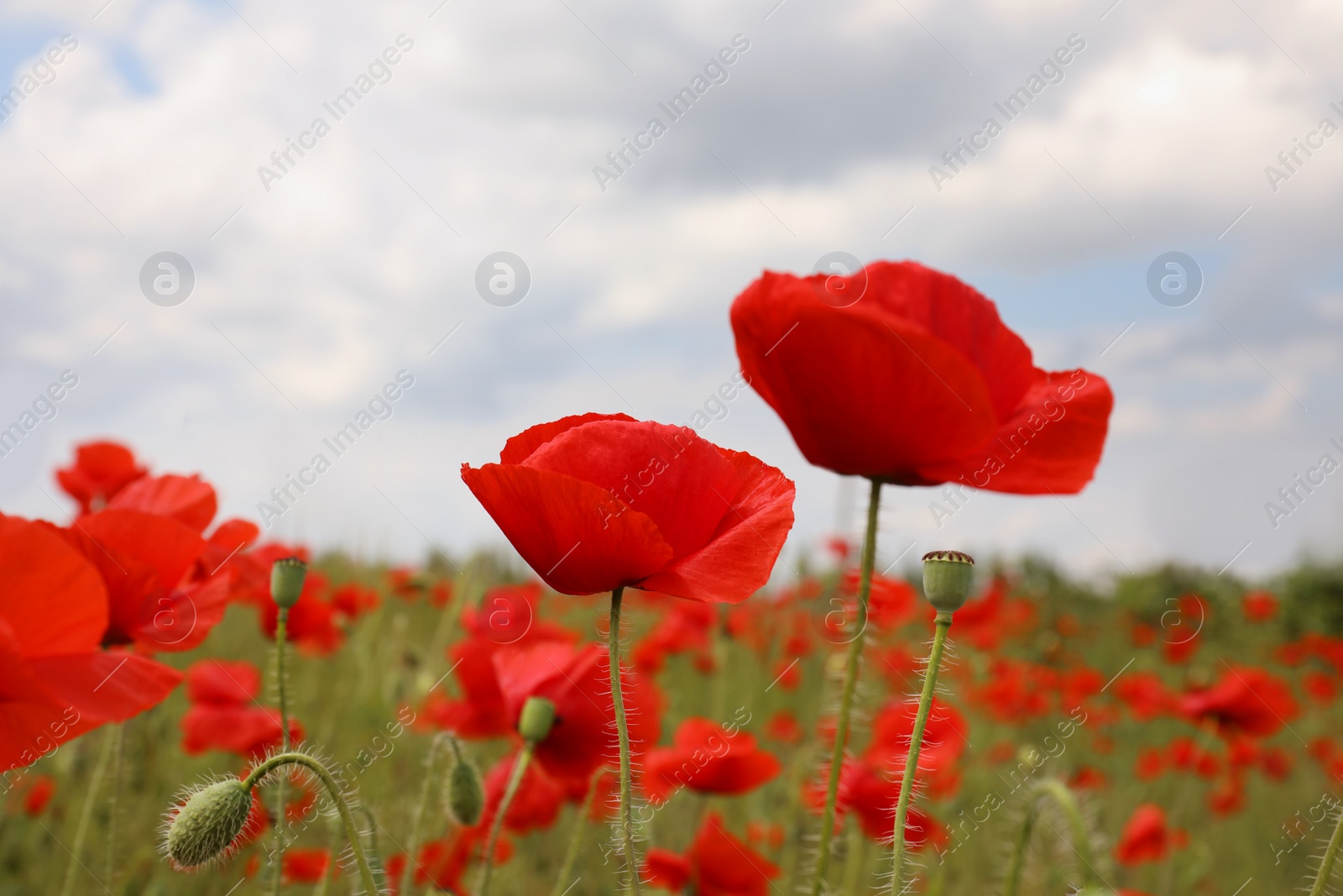 Photo of Beautiful red poppy flowers growing in field, closeup