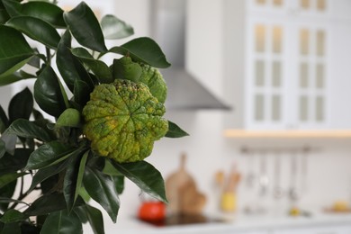 Photo of Bergamot tree with ripe fruits in kitchen, closeup. Space for text