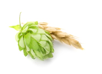 Fresh green hop and wheat spike on white background. Beer production