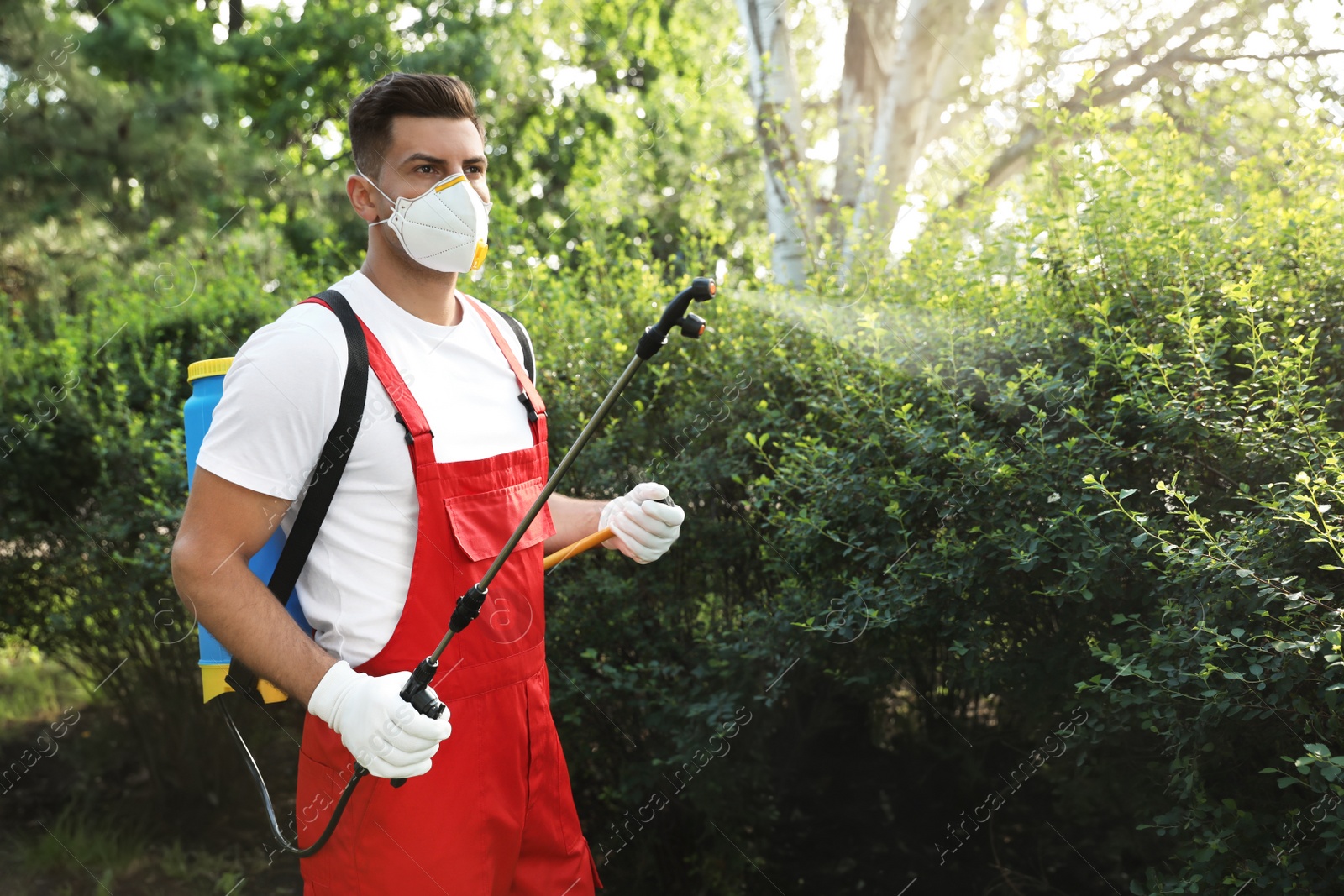 Photo of Worker with insecticide sprayer near green bush outdoors. Pest control