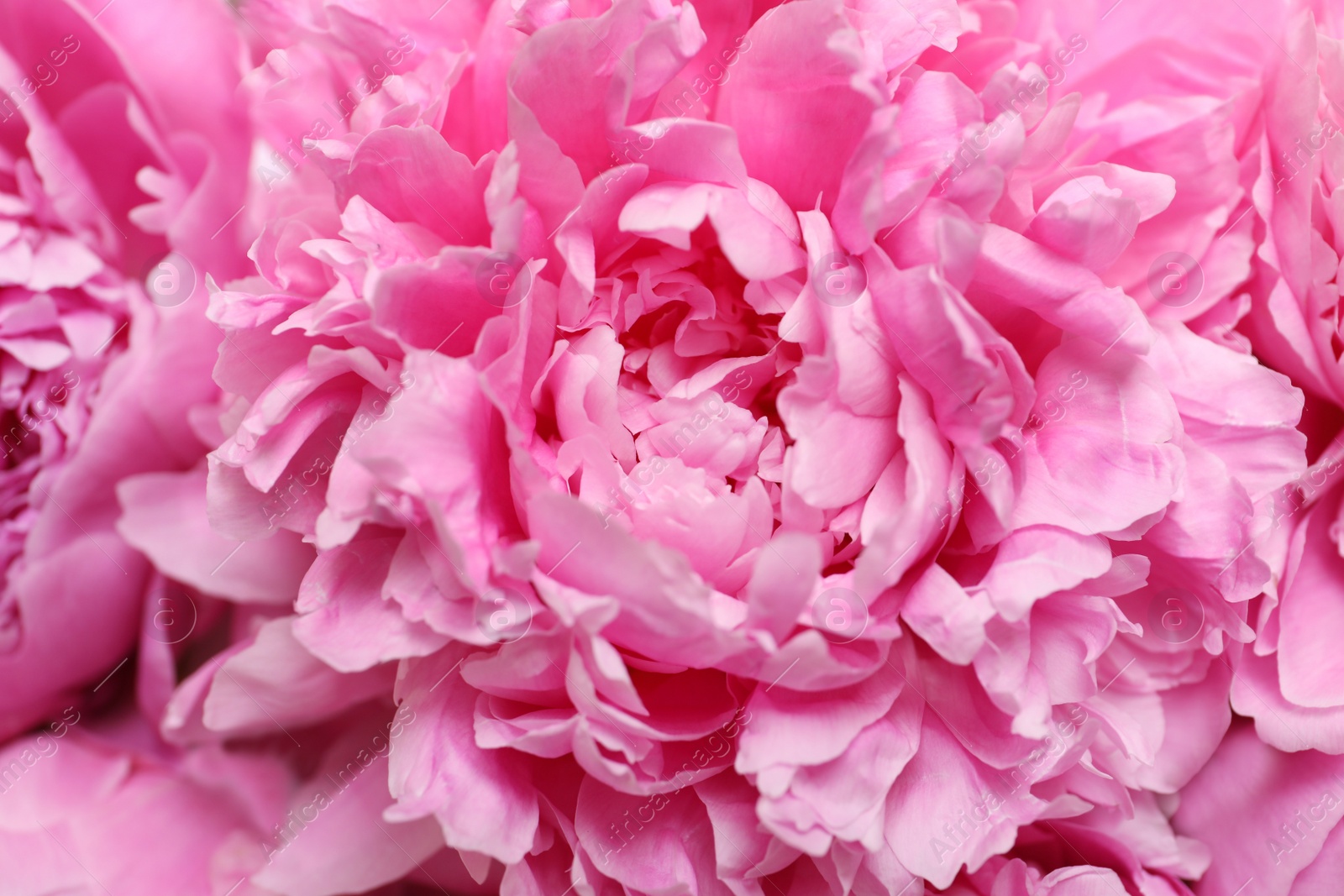 Photo of Beautiful fragrant peony flowers as background