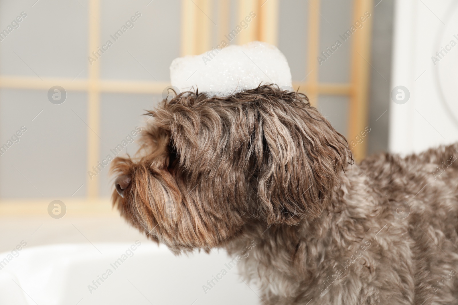 Photo of Cute dog with foam on its head in bath tub indoors