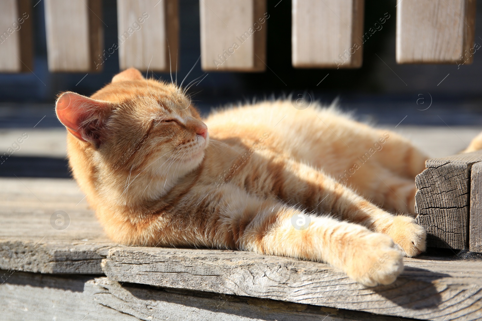 Photo of Lonely stray cat outdoors on sunny day . Homeless animal