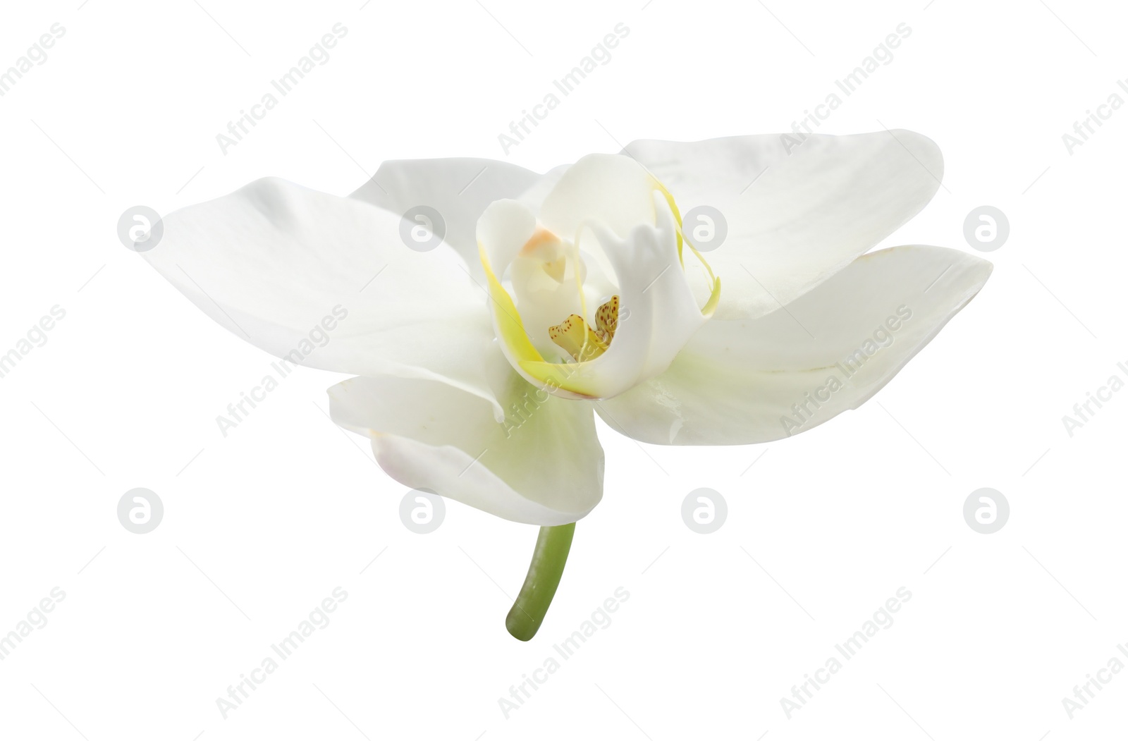 Photo of One beautiful orchid flower isolated on white