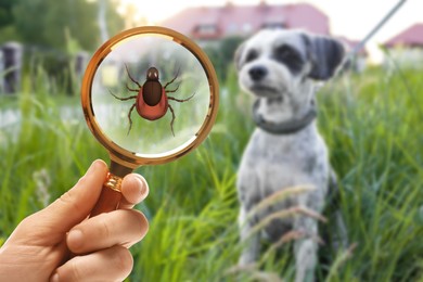 Image of Cute dog outdoors and woman showing tick with magnifying glass, selective focus. Illustration