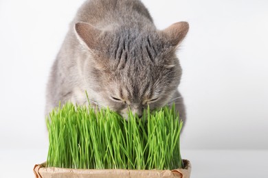 Photo of Cute cat eating fresh green grass on white background