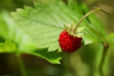 Photo of One small wild strawberry growing outdoors, closeup. Space for text