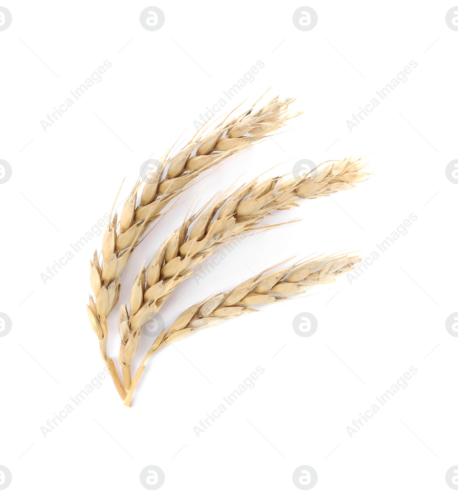 Photo of Ears of wheat on white background. Cereal plant