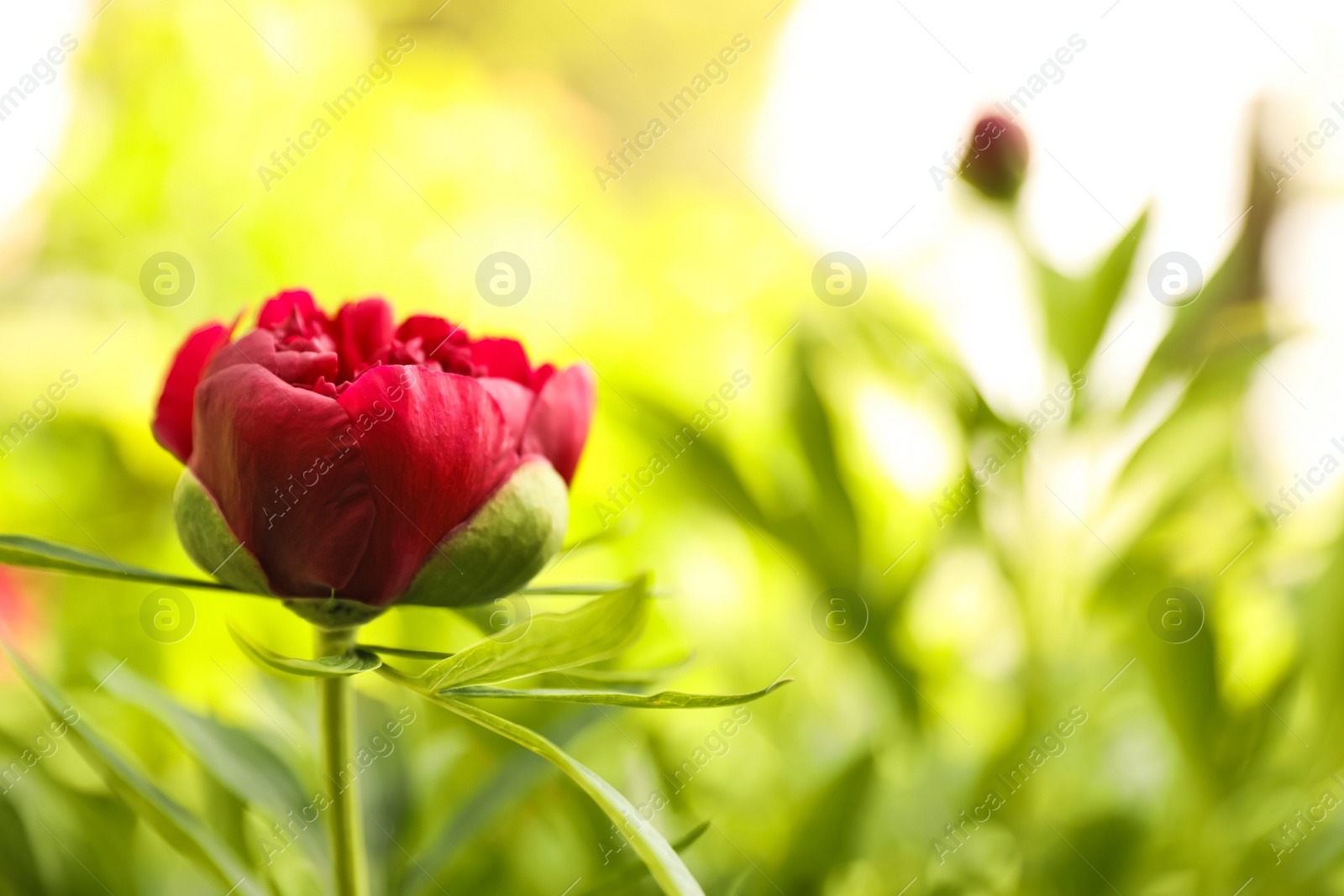 Photo of Beautiful red peony outdoors on spring day, closeup