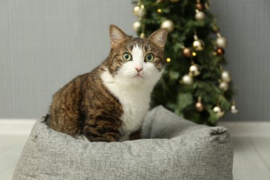 Photo of Cute cat on pet bed near Christmas tree at home