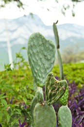 Photo of Beautiful green opuntia cactus growing outdoors. Exotic plant