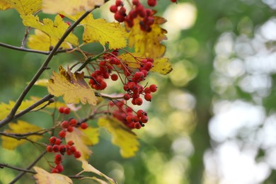 Photo of Rowan tree branches with red berries outdoors, closeup. Space for text