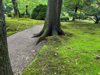 Photo of Bright moss and tree near pathway in park