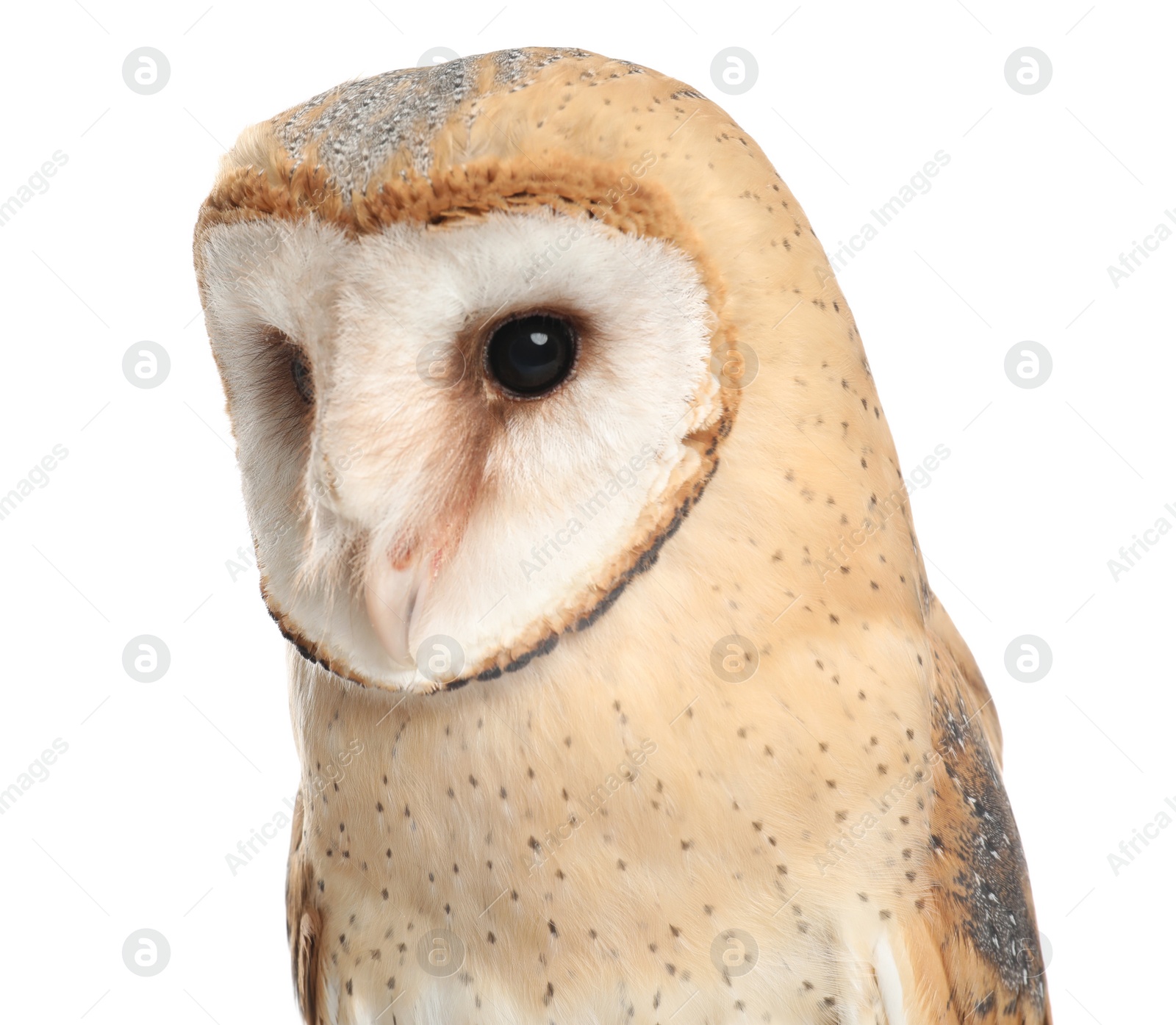 Photo of Beautiful common barn owl on white background, closeup