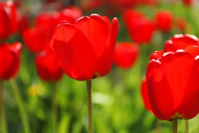 Photo of Blossoming tulips outdoors on sunny spring day