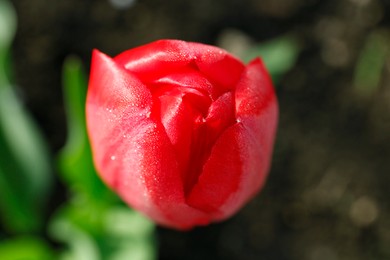 Photo of Beautiful red tulip covered with morning dew, closeup