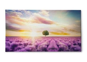 Image of Photo printed on canvas, white background. Beautiful lavender field with single tree under amazing sky at sunset. 
