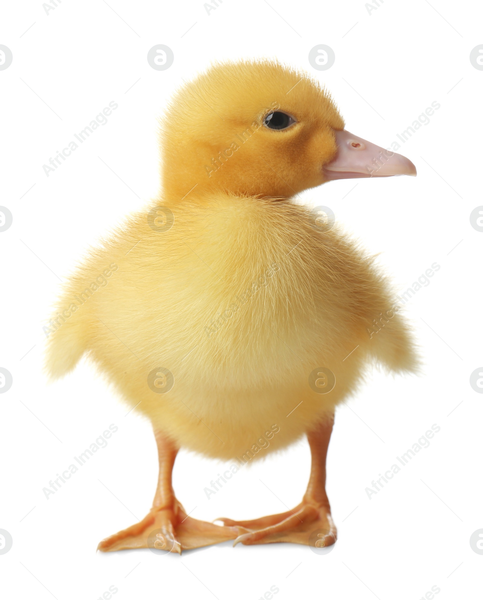 Photo of Cute fluffy gosling on white background. Farm animal