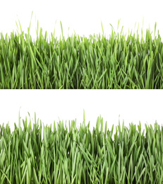 Image of Collage of fresh green grass on white background. Spring season