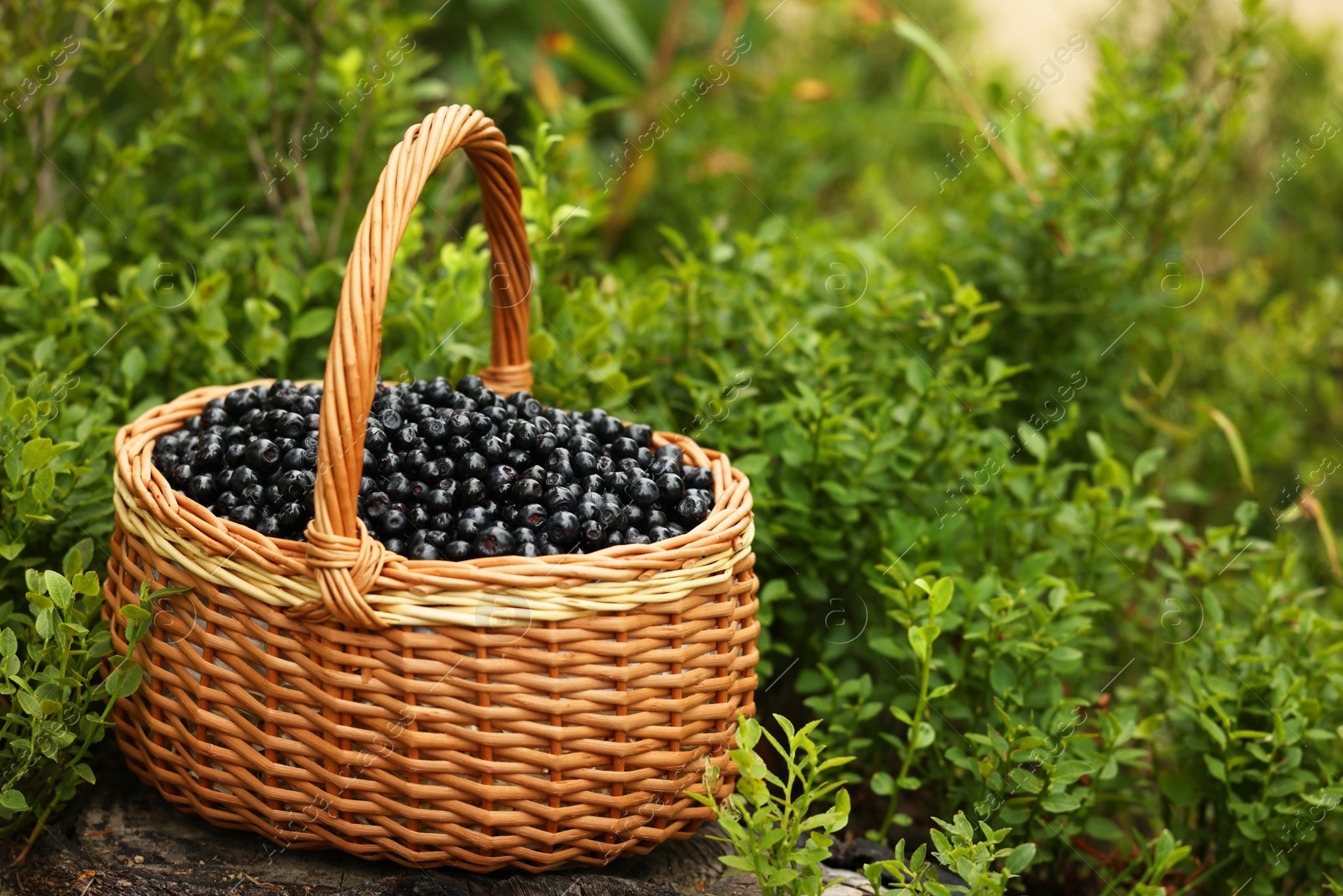 Photo of Wicker basket with bilberries on green grass outdoors, space for text