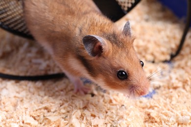 Photo of Cute little hamster in tray, closeup view