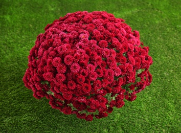 Photo of Beautiful chrysanthemum flowers on green artificial turf