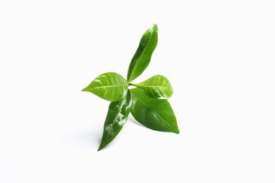 Photo of Fresh green coffee leaves isolated on white