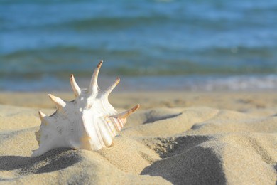 Beautiful seashell on sandy beach near sea, closeup. Space for text