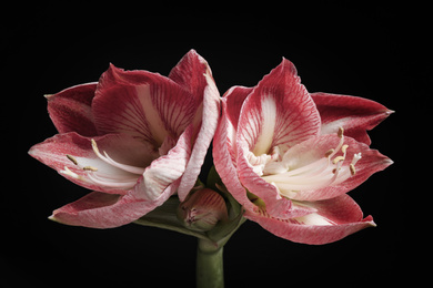 Photo of Beautiful fresh amaryllis on black background. Floral card design with dark vintage effect