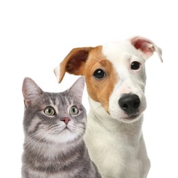 Image of Adorable cat and dog on white background. Cute friends