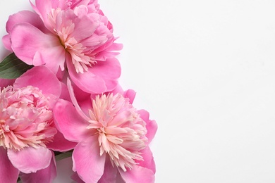 Beautiful fresh peony flowers on white background, top view