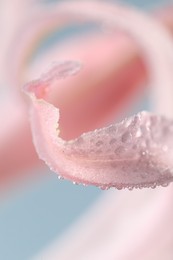 Photo of Beautiful pink Bowden flower with water drops on blurred background, macro view