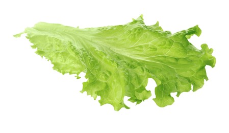 Photo of Leaf of fresh lettuce for burger isolated on white