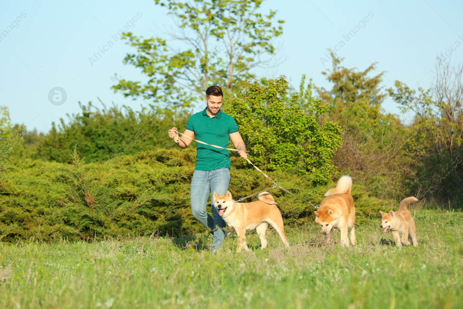 Photo of Young man walking his adorable Akita Inu dogs in park