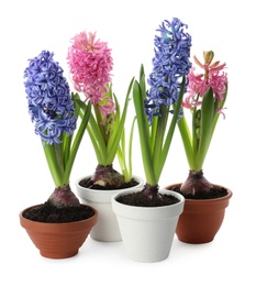 Photo of Beautiful potted hyacinth flowers on white background