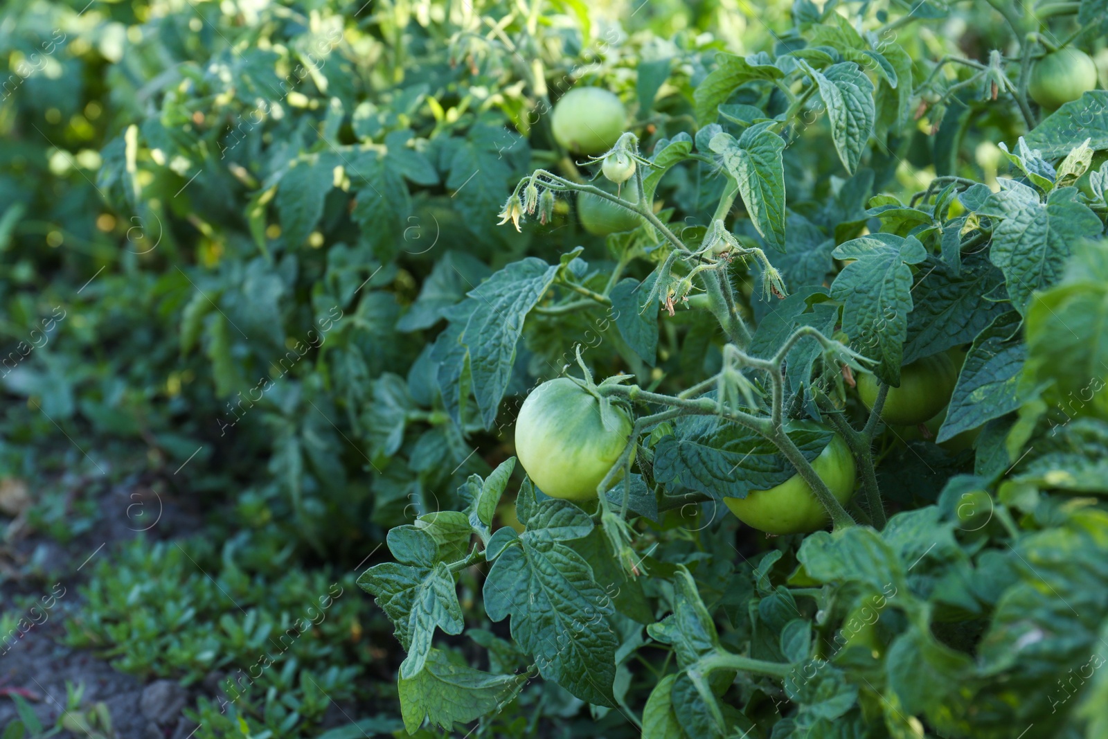 Photo of Beautiful green tomato plant growing in garden, space for text