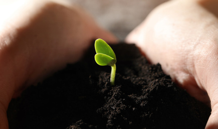 Photo of Woman holding soil with little green seedling, closeup