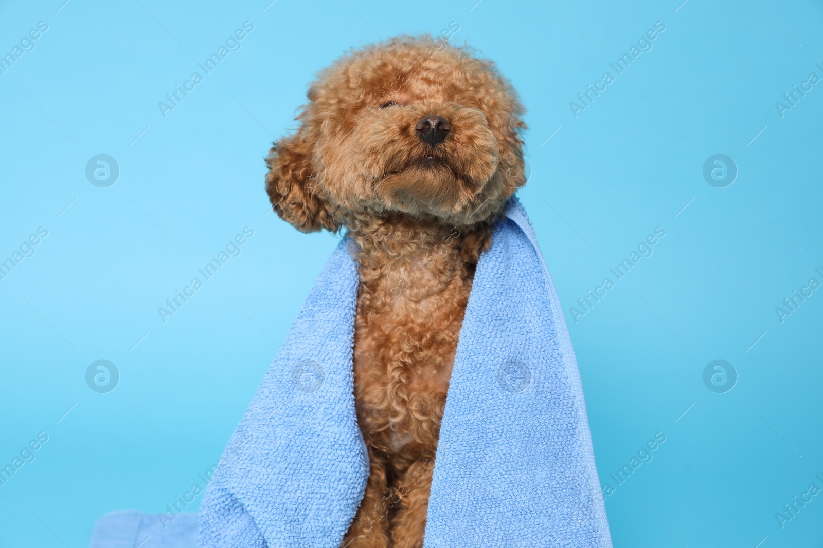 Photo of Cute Maltipoo dog wrapped in towel on light blue background