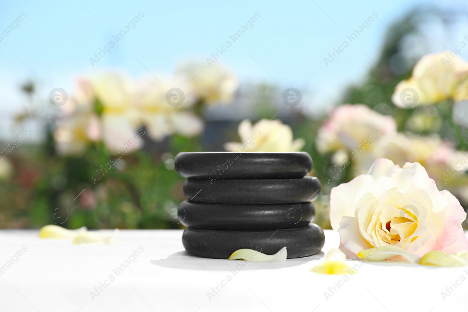 Stack of spa stones and beautiful rose on white table in blooming garden, space for text. Harmony and zen Photo of Stack of spa stones and beautiful rose on white table in blooming garden, space for text. Harmony and zen