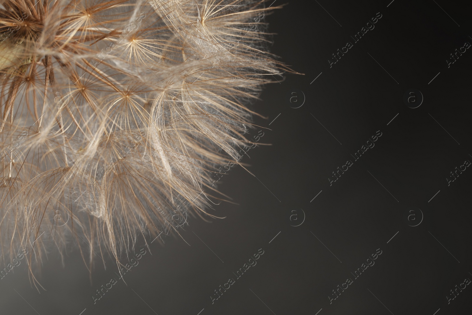 Photo of Beautiful fluffy dandelion flower on grey background, closeup. Space for text