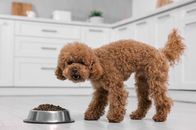 Photo of Cute Maltipoo dog feeding from metal bowl on floor in kitchen. Lovely pet