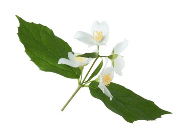 Photo of Branch of jasmine flowers and leaves isolated on white