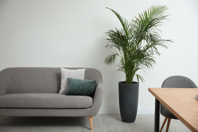 Beautiful potted palm in modern living room